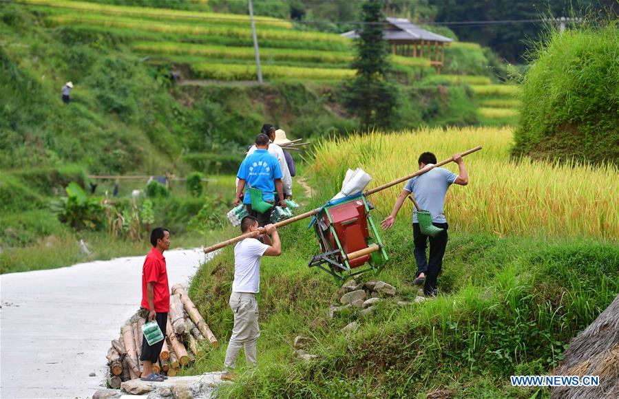 CHINA-GUANGXI-PADDY RICE-HARVEST (CN)