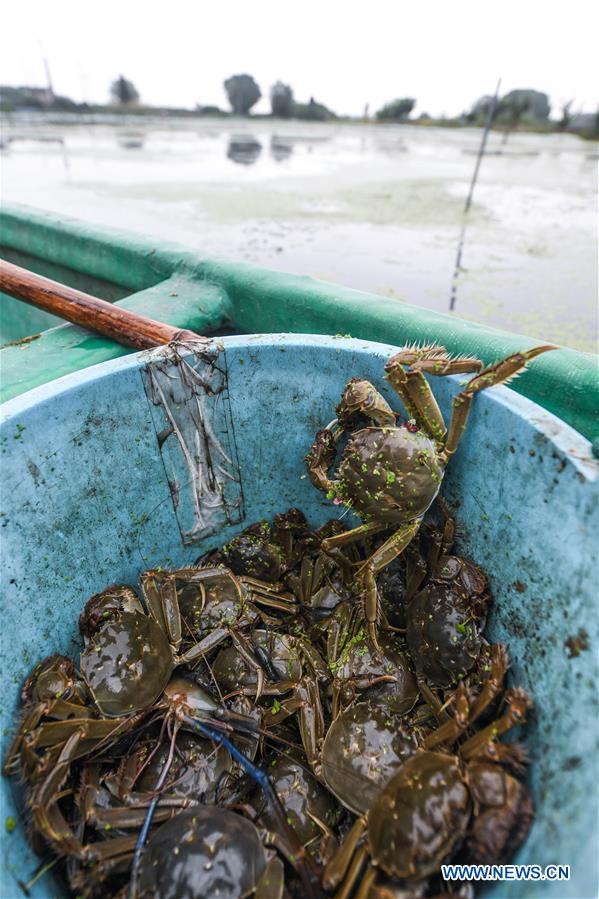 CHINA-ZHEJIANG-HUZHOU-CRAB (CN)