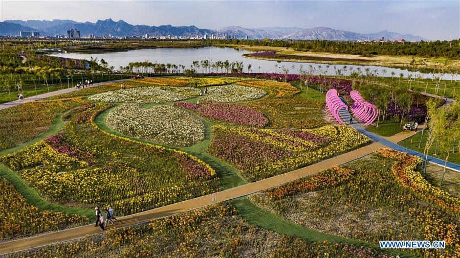 CHINA-NINGXIA-SHIZUISHAN-SEA OF FLOWERS (CN)