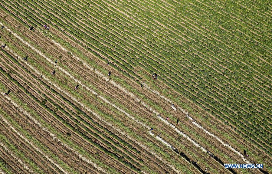 CHINA-NINGXIA-WUZHONG-RADISH-HARVEST (CN)