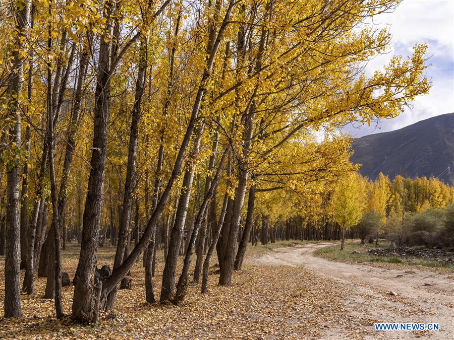 CHINA-TIBET-LHASA-AUTUMN SCENERY (CN)