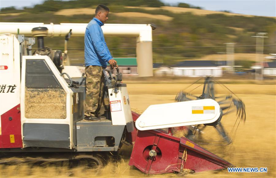 CHINA-JILIN-RICE HARVEST (CN)