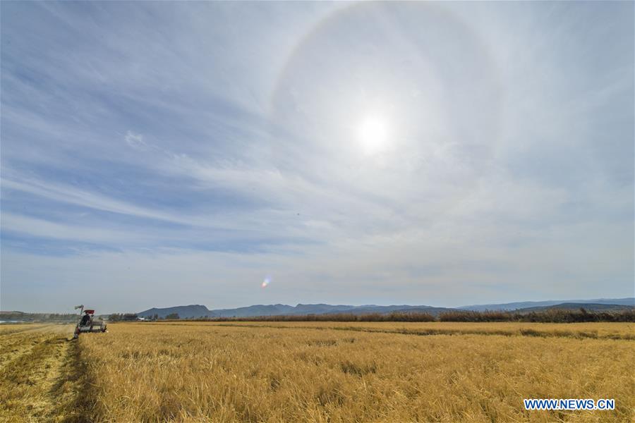 CHINA-JILIN-RICE HARVEST (CN)