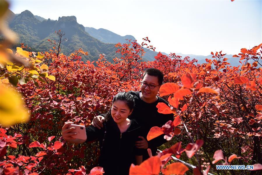 CHINA-HEBEI-SHEXIAN-RED LEAVES (CN)