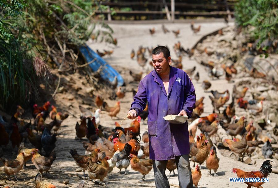 CHINA-GUANGXI-RONG'AN-CHICKEN FARM-POVERTY ALLEVIATION (CN)