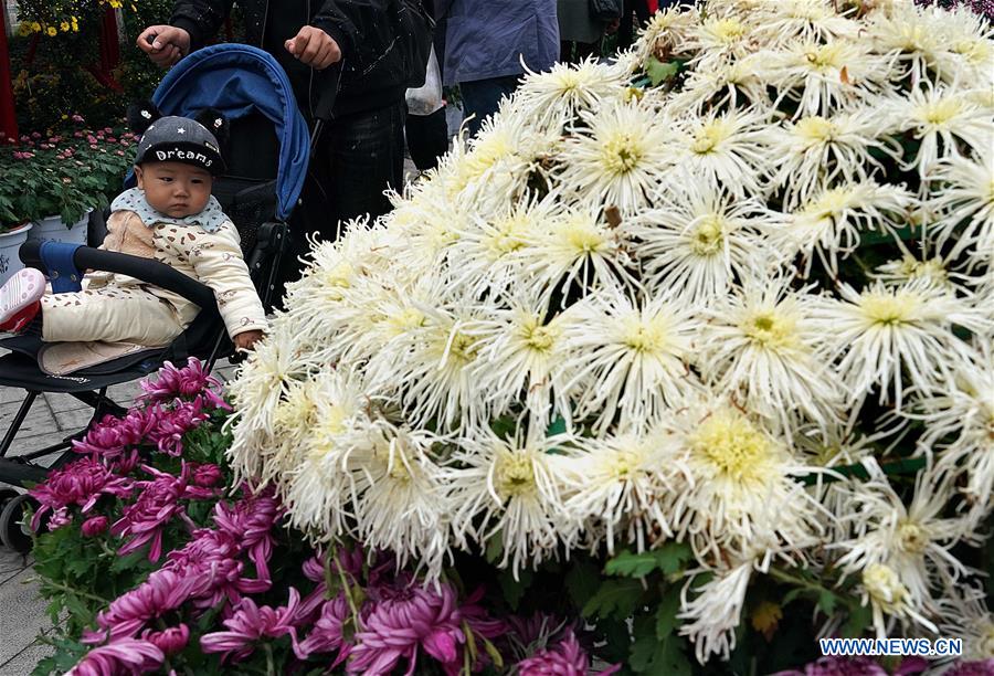 CHINA-HENAN-KAIFENG-CHRYSANTHEMUM (CN)