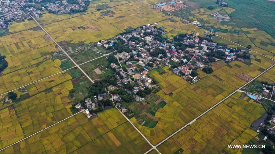 CHINA-GUANGXI-RICE FIELDS (CN)