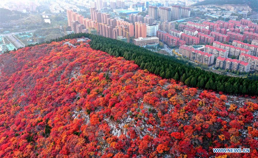 CHINA-SHANDONG-JINAN-AUTUMN SCENERY (CN)