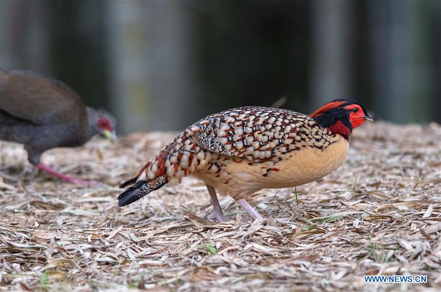 CHINA-FUJIAN-WINTER-BIRDS (CN)