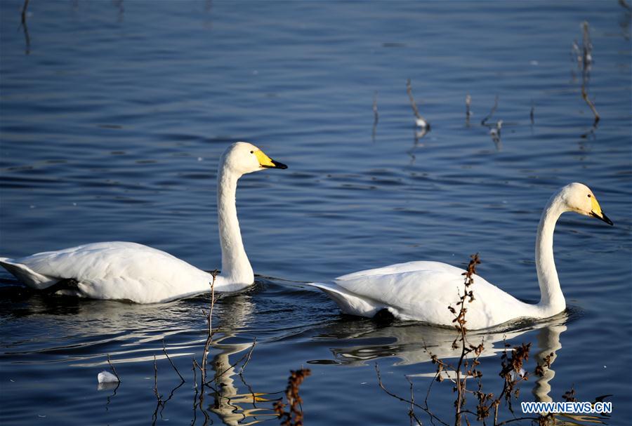 CHINA-HENAN-SANMENXIA-WHITE SWANS (CN)