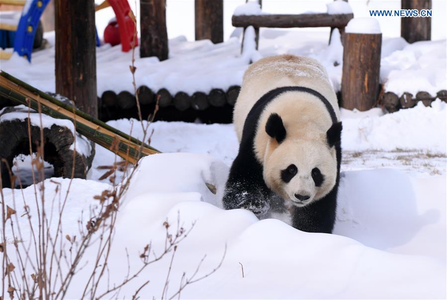 CHINA-JILIN-CHANGCHUN-GIANT PANDA-WINTER-ACTIVITY (CN)