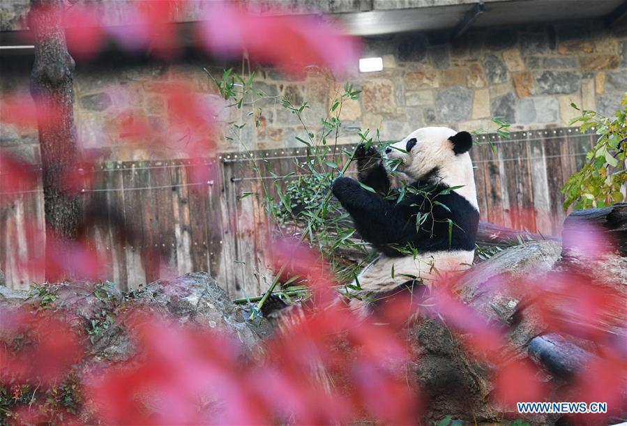 U.S.-WASHINGTON D.C.-CHINA-GIANT PANDA BEI BEI-DEPARTURE