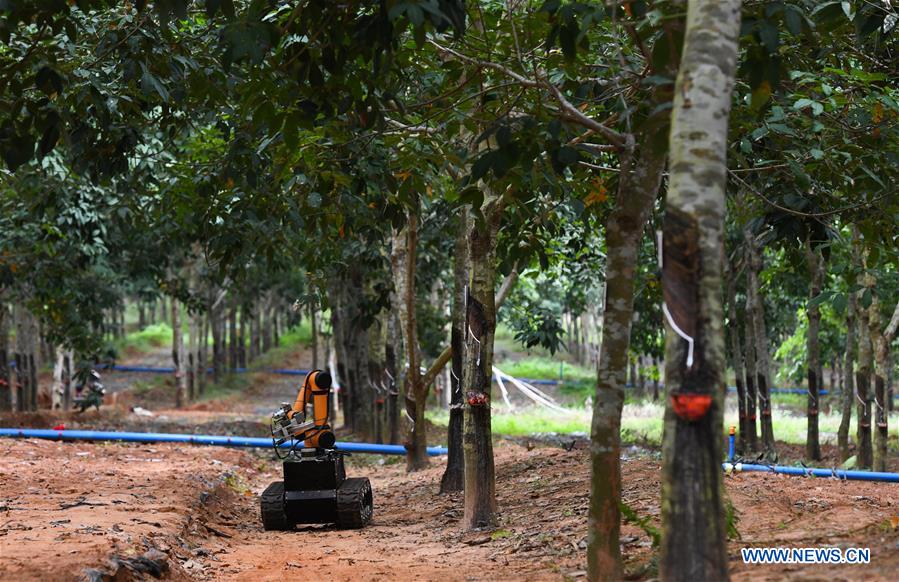 CHINA-HAINAN-RUBBER TAPPING ROBOT (CN)