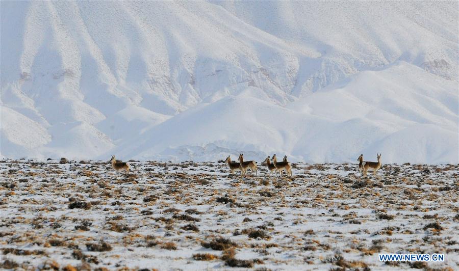 #CHINA-GANSU-GRASSLAND-ANIMALS (CN)