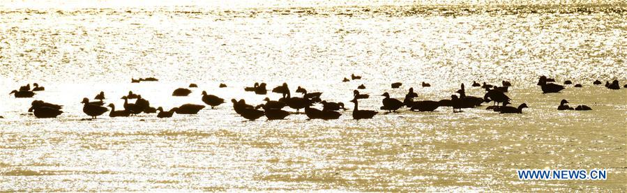 CHINA-HENAN-LUOYANG-YELLOW RIVER WETLAND-ECO-ENVIRONMENT (CN)