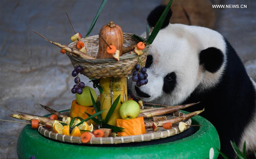 CHINA-HAINAN-HAIKOU-GIANT PANDA (CN)