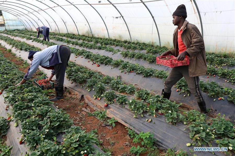 ALGERIA-ALGIERS-STRAWBERRY-FARM