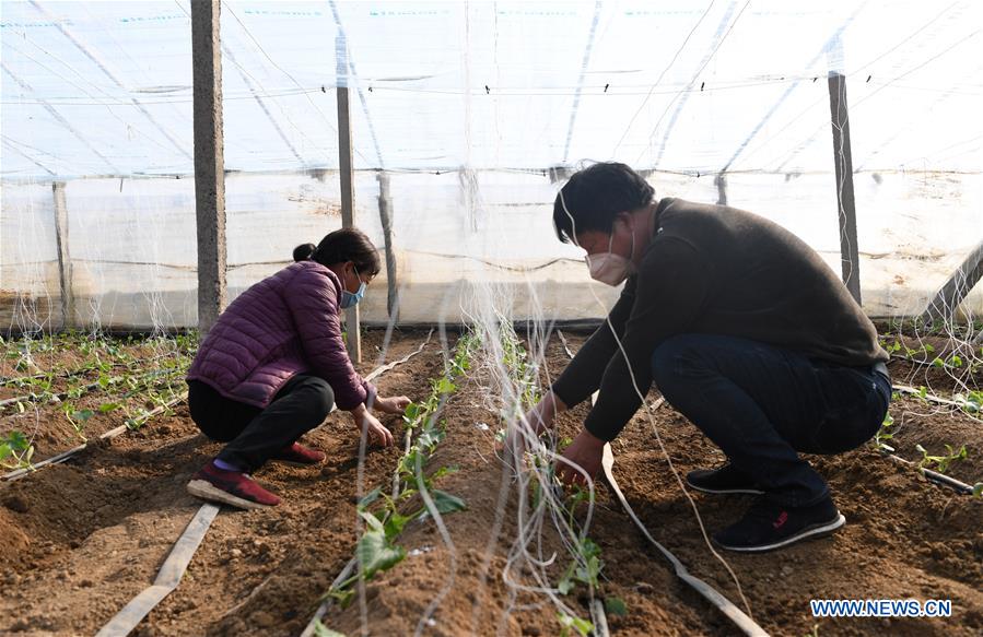 CHINA-HENAN-JIAXIAN-FARMING (CN)