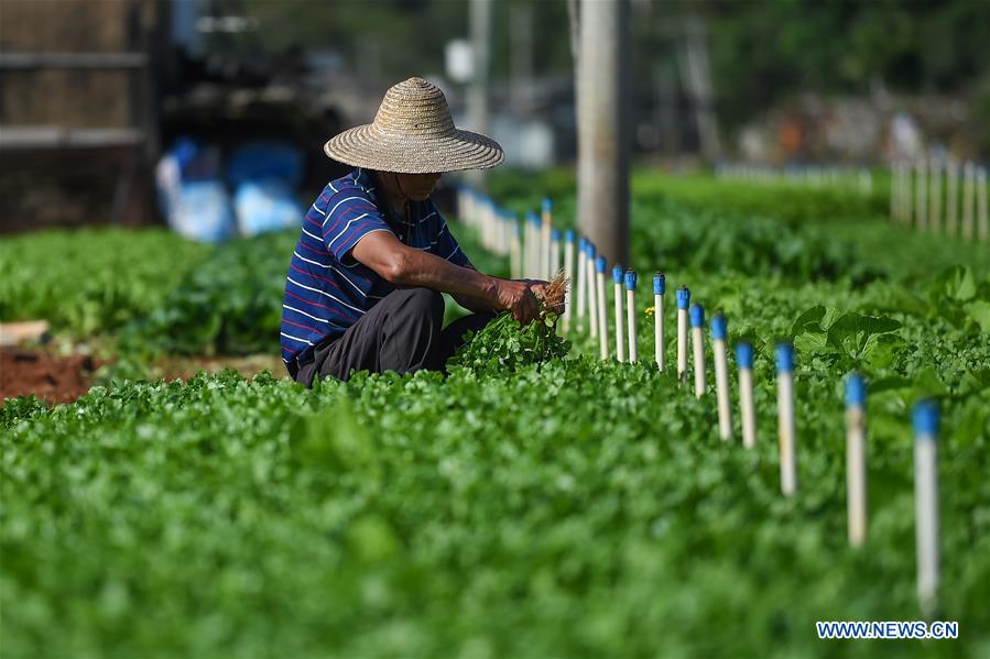 CHINA-HAIKOU-FARMING(CN)