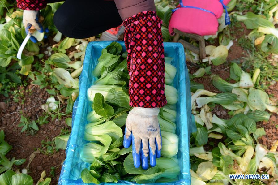 CHINA-ANHUI-FEIDONG-VEGETABLE HARVEST (CN)