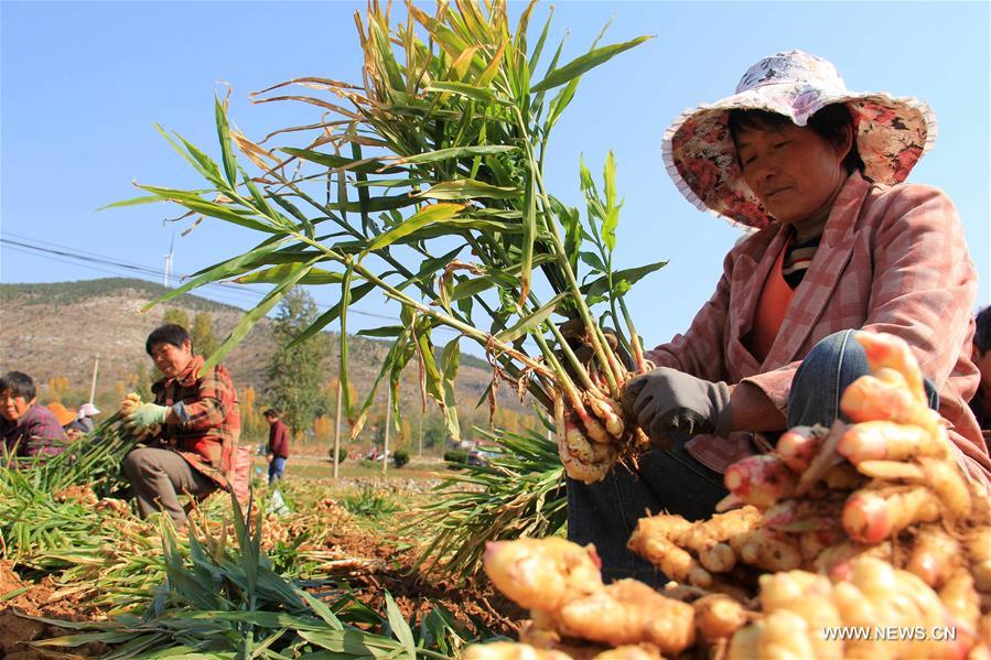 #CHINA-AUTUMN-HARVEST (CN)