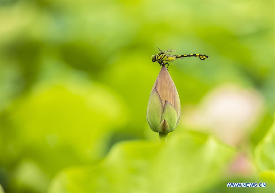 #CHINA-SUMMER-LOTUS (CN)