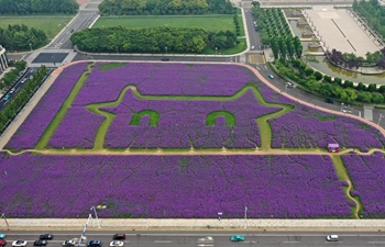 Scenery of verbena flowers in Binhai New Area of north China's Tianjin