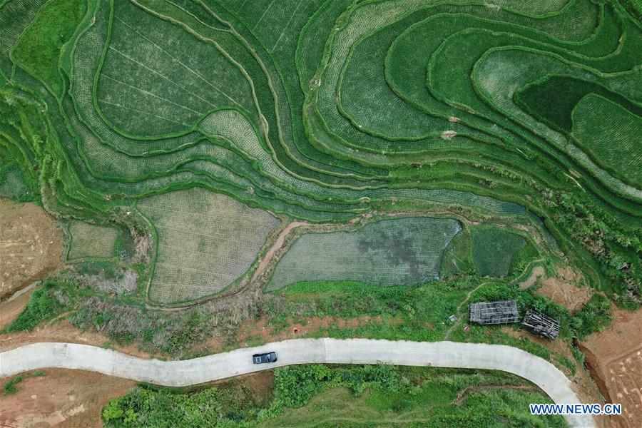 CHINA-GUIZHOU-RONGJIANG-TERRACED FIELD (CN)