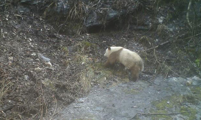 Rare brown panda caught on camera in China