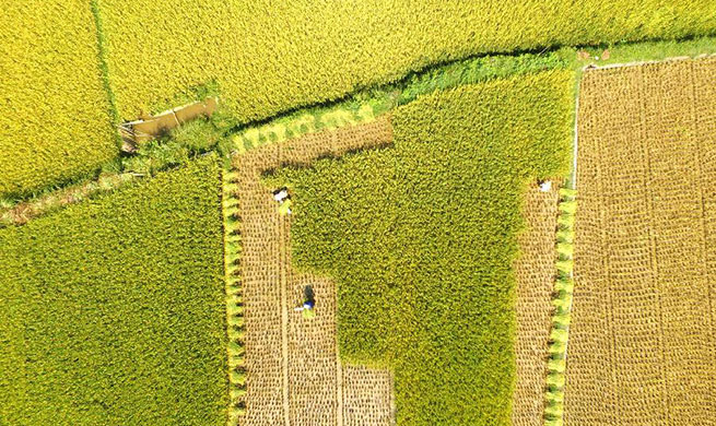 Farmers harvest rice cultivated in rice-fish symbiotic system in south China