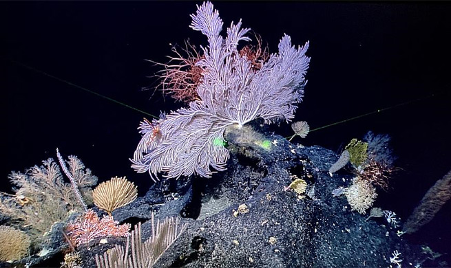 China's research vessel collects about 250 species during Western Pacific expedition