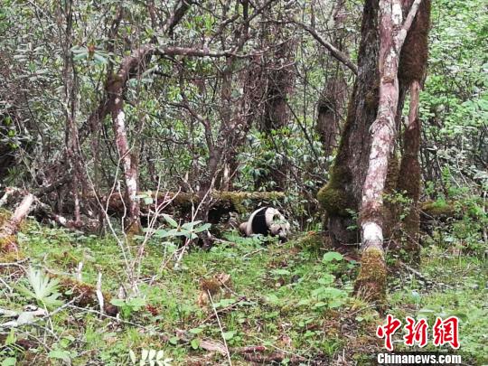 四川黄龙自然保护区第7次发现野生大熊猫踪迹