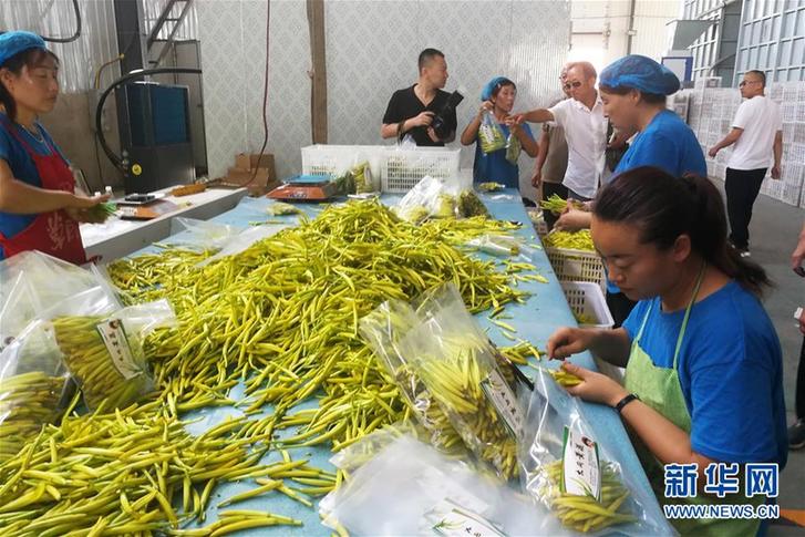 （在习近平新时代中国特色社会主义思想指引下——新时代新作为新篇章·乡村振兴战略·图文互动）（3）一株忘忧草，万家喜眉梢——山西省大同市云州区黄花产业扶贫观察