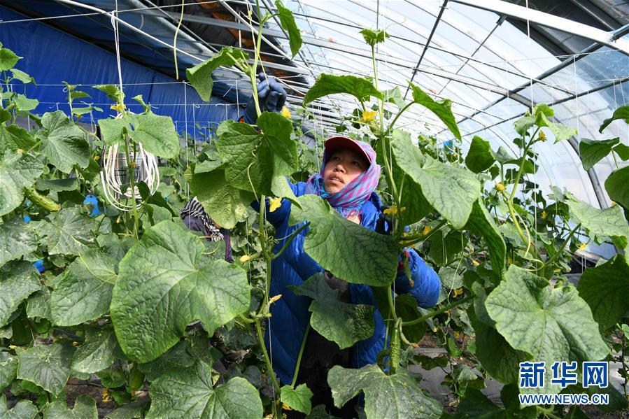 （在习近平新时代中国特色社会主义思想指引下——新时代新作为新篇章·图文互动）（2）“无人作业”来临 绿色食品“当家”——黑龙江探索现代农业发展路径