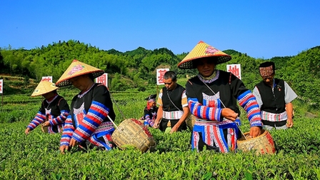 组照《高山茶叶助力脱贫》